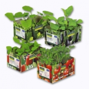 Aldi Garden Feelings® Lot de 6 plants