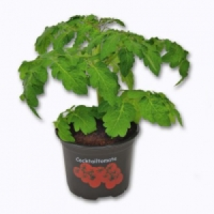 Aldi Garden Feelings® Plant de tomates cocktail