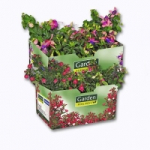 Aldi Garden Feelings® Lot de 4 fuchsias