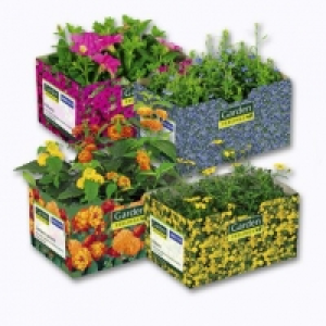 Garden Feelings® Lot de 6 plantes fleuries pour jardinière