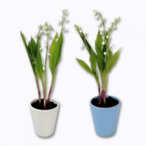 Muguet en pot 3 griffes