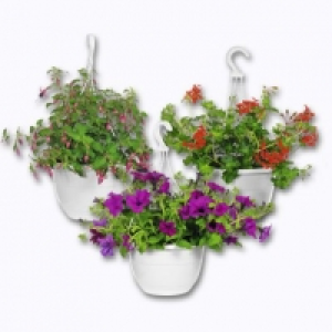 Garden Feelings® Plante fleurie en suspension