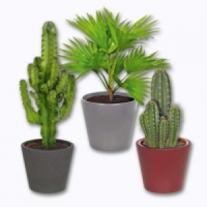 Garden Feelings® Cactus ou palmier