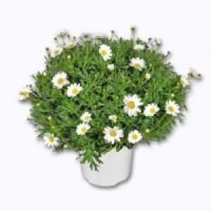 Aldi Garden Feelings® Marguerite