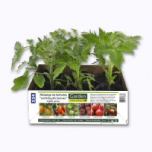 Lot de 6 plants de tomates « anciennes » 3.99 €