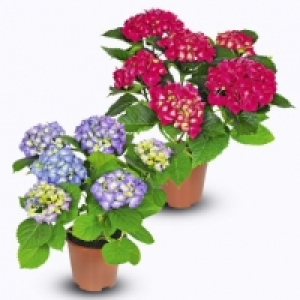 Aldi Garden Feelings® Hortensia