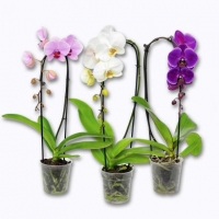 Aldi Garden Feelings® Orchidée Phalaenopsis cascade