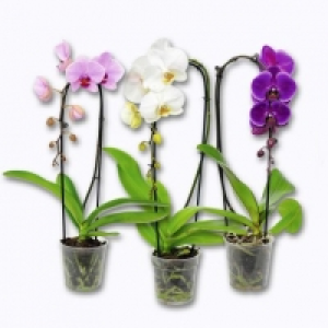 Garden Feelings® Orchidée Phalaenopsis cascade