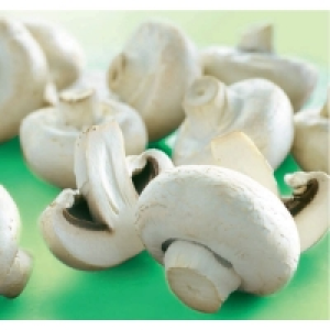 Champignons blancs géants De 900g à 1,1kg Catégorie 1 - Origine Hollan 5.39 €