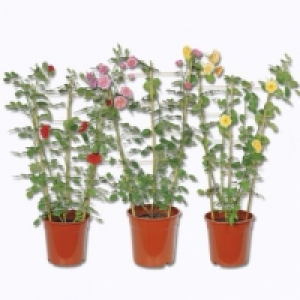 Garden Feelings® Rosier palissé
