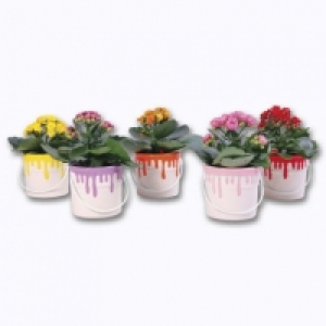 Aldi Garden Feelings® Mini kalanchoé en pot