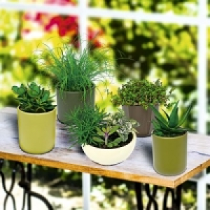 Garden Feelings® Cactée ou succulente