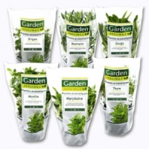 Garden Feelings® Plante aromatique