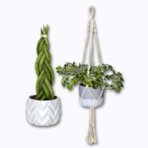 Plante verte 6.99 €