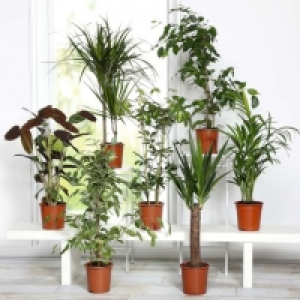 Plante verte 4.49 €