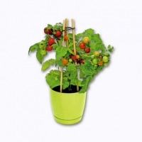 Aldi Garden Feelings® Plants de légumes