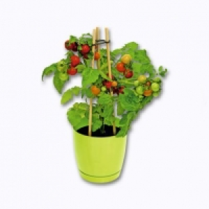 Garden Feelings® Plants de légumes