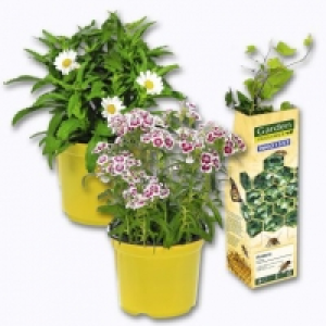 Garden Feelings® Plantes mellifères abeilles / papillons