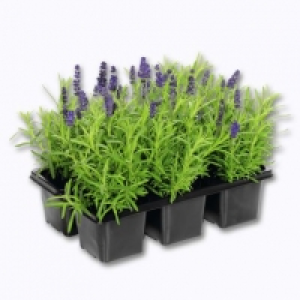 Garden Feelings® Lavande en lot de 6