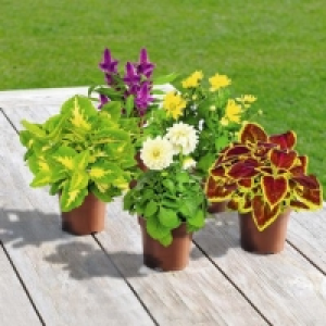 Plante fleurie 0.99 €