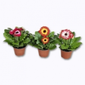 Garden Feelings® Gerbera Twister
