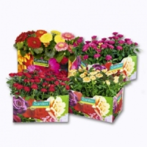 Garden Feelings® Lot de 4 rosiers ou Gerberas
