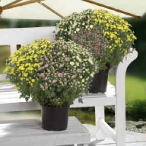 Garden Feelings® Trio de chrysanthèmes