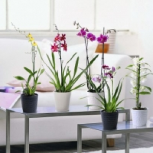 Garden Feelings® Orchidée en pot céramique