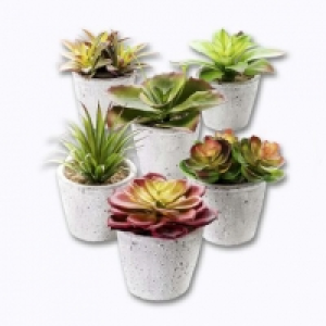 Plante grasse artificielle