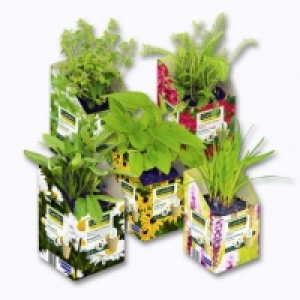 Garden Feelings® Vivace mellifère abeilles/papillons