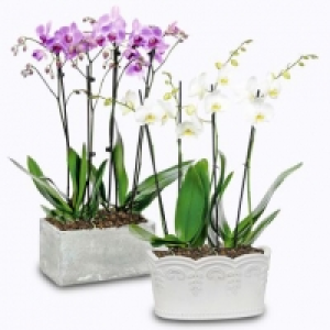 Garden Feelings® Composition dorchidées
