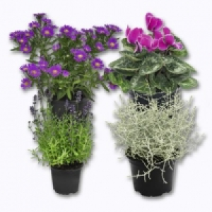 Garden Feelings® Plantes