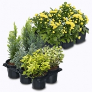 Garden Feelings® Lot de 6 plantes « jardin dautomne »