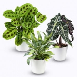 Plante verte 3.49 €