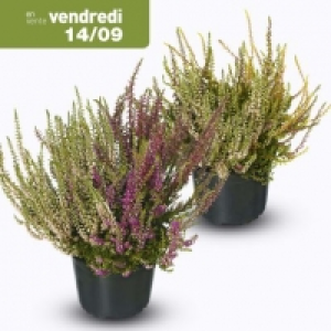 Aldi Garden Feelings® Bruyère