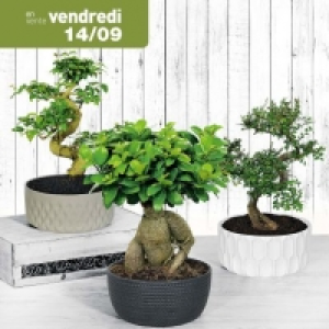 Aldi Garden Feelings® Bonsaï en coupe