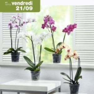 Garden Feelings® Orchidée Phalaenopsis