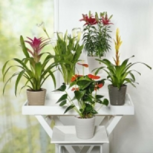 Aldi Garden Feelings® Plante exotique