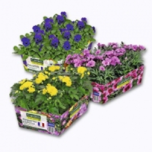 Garden Feelings® Lot de 6 plantes dautomne