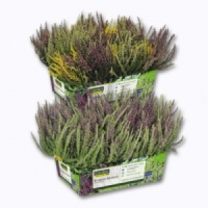 Garden Feelings® Lot de 6 bruyères