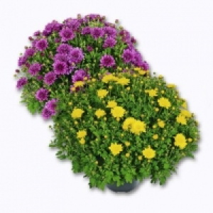 Aldi Garden Feelings® Chrysanthème petites fleurs