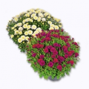 Garden Feelins® Chrysanthème petites fleurs