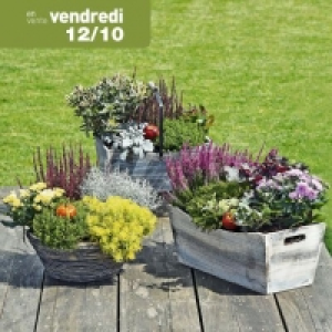 Aldi Garden Feelings® Composition florale