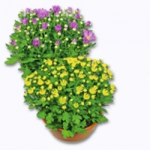 Aldi Garden Feelings® Coupe de chrysanthème