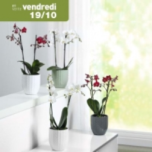 Garden Feelings® Orchidée 2 branches avec cache-pot