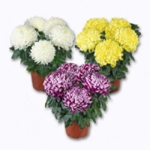 Garden Feelings® Chrysanthème grandes fleurs