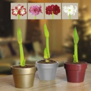 Garden Feelings® Amaryllis en cache-pot céramique