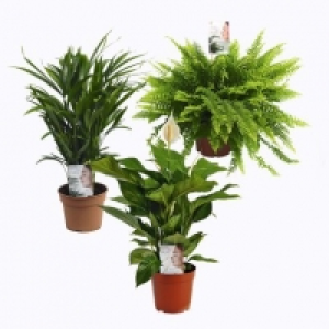 Aldi Air So Pure® Plante verte dépolluante