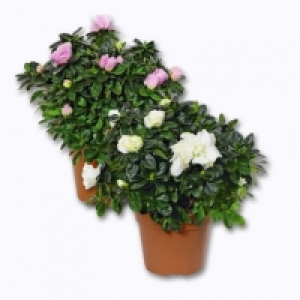 Garden Feelings® Azalée