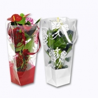 Aldi Garden Feelings® Anthurium en sac cadeau